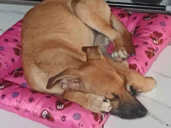 Cachorro raça SRD-ViraLata idade 1 ano nome Hope