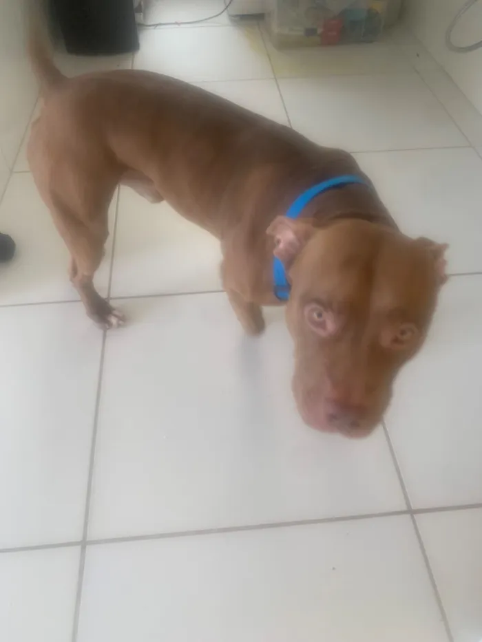 Cachorro raça Pit-Bull idade 2 anos nome Pitmonster Gohan