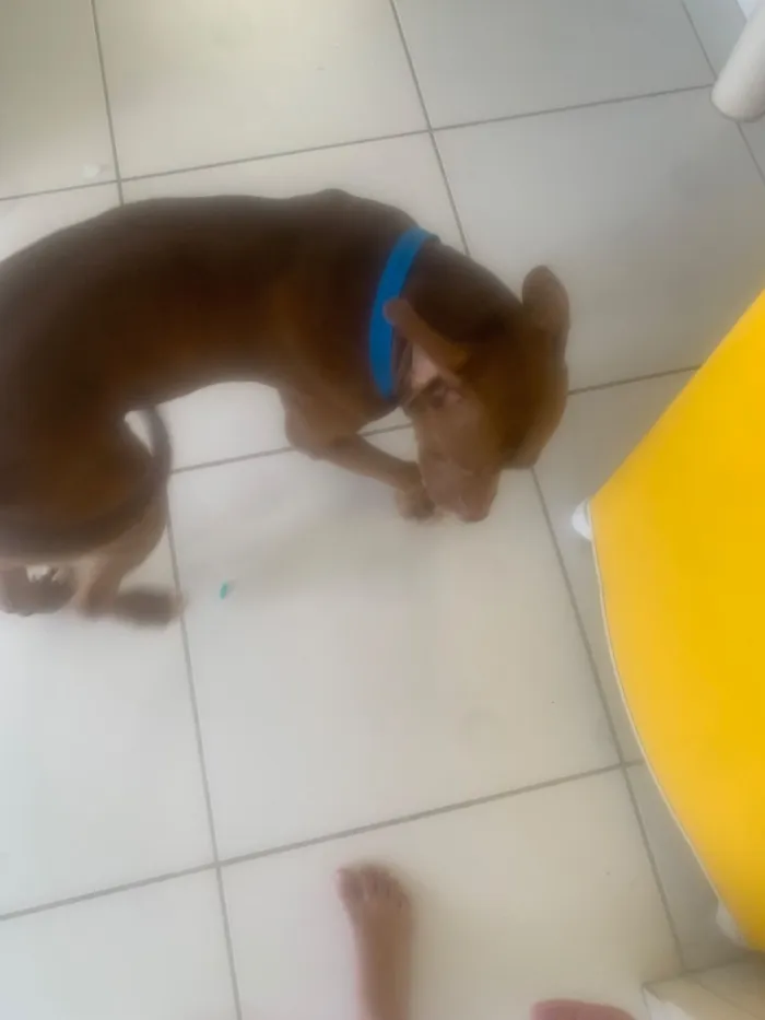 Cachorro raça Pit-Bull idade 2 anos nome Pitmonster Gohan