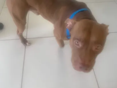 Cachorro raça Pit-Bull idade 2 anos nome Pitmonster Gohan