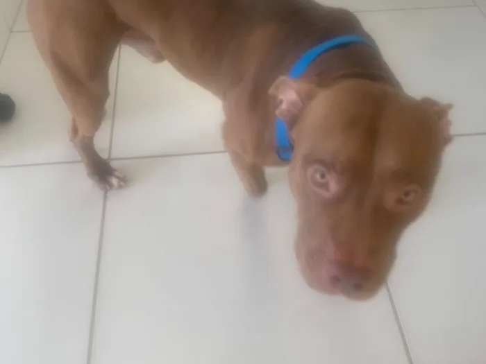 Cachorro raça Pit-Bull idade 2 anos nome Pitmonster Gohan