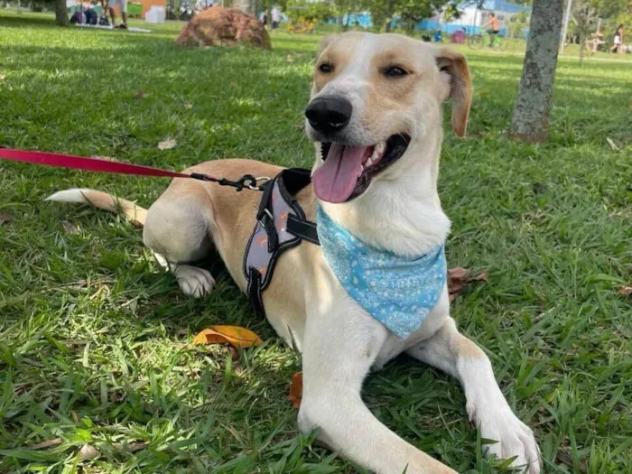 Cachorro raça SRD-ViraLata idade 2 anos nome Apollo