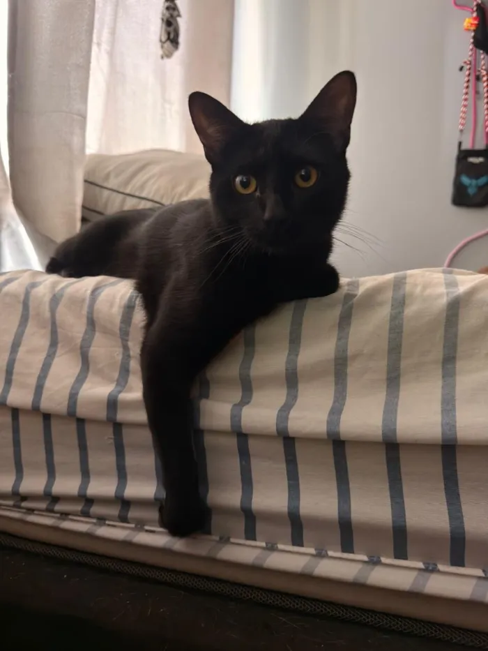 Gato raça SRD-ViraLata idade 7 a 11 meses nome Jose