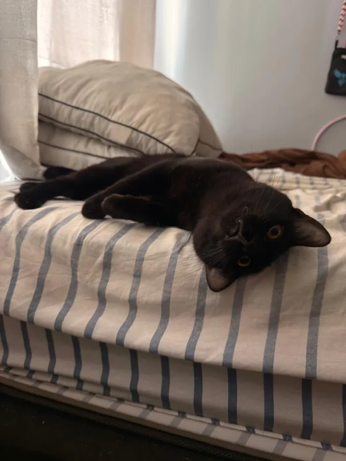 Gato raça SRD-ViraLata idade 7 a 11 meses nome Jose