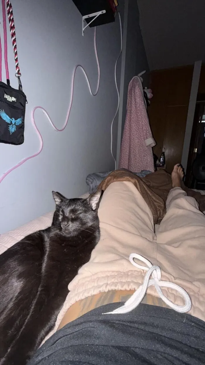 Gato raça SRD-ViraLata idade 7 a 11 meses nome Jose