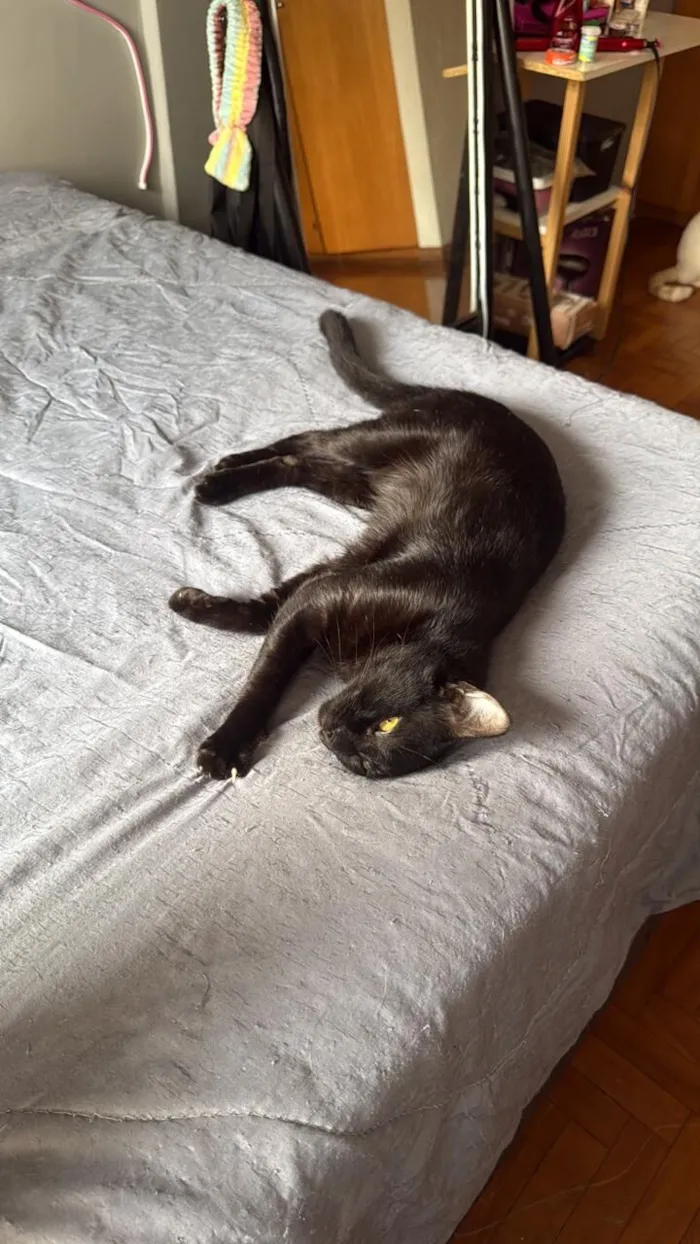 Gato raça SRD-ViraLata idade 7 a 11 meses nome Jose