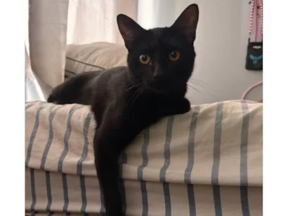 Gato raça SRD-ViraLata idade 7 a 11 meses nome Jose