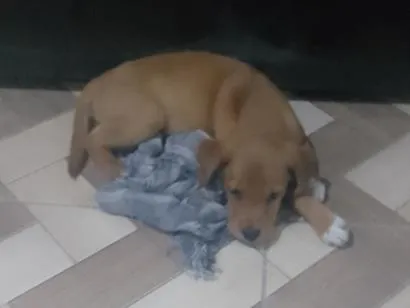 Cachorro raça SRD-ViraLata idade 2 a 6 meses nome Akiles