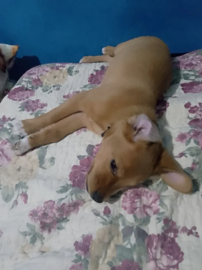 Cachorro raça SRD-ViraLata idade 2 a 6 meses nome Akiles