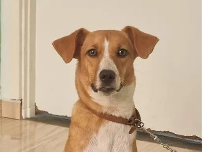 Cachorro raça SRD-ViraLata idade 7 a 11 meses nome Alvin