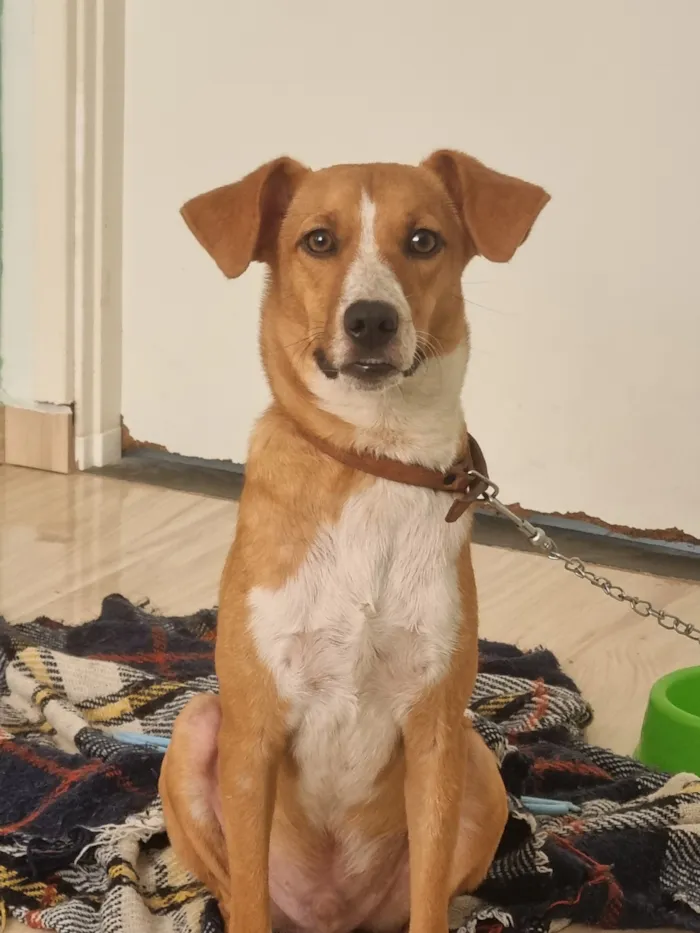 Cachorro raça SRD-ViraLata idade 7 a 11 meses nome Alvin