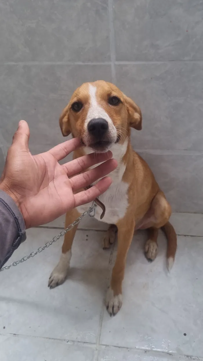 Cachorro raça SRD-ViraLata idade 7 a 11 meses nome Alvin