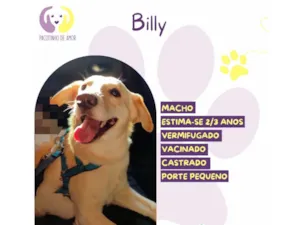 Cachorro raça SRD-ViraLata idade 2 anos nome Billy 