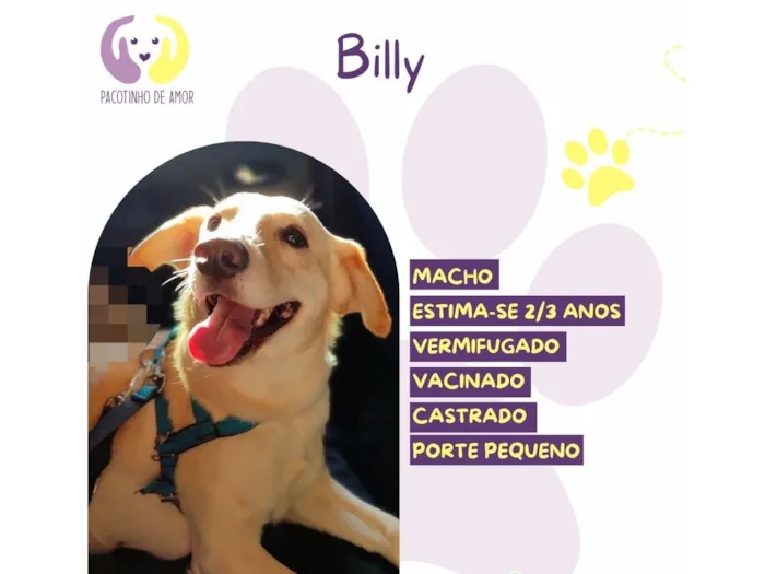 Cachorro raça SRD-ViraLata idade 2 anos nome Billy 