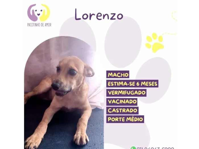 Cachorro raça SRD-ViraLata idade 2 a 6 meses nome Lorenzo