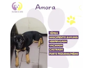Cachorro raça SRD-ViraLata idade 7 a 11 meses nome Amora 