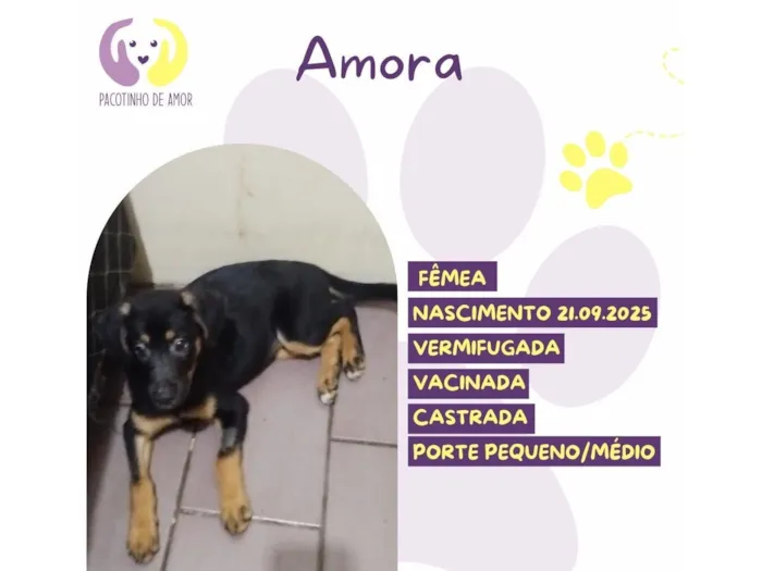 Cachorro raça SRD-ViraLata idade 7 a 11 meses nome Amora 