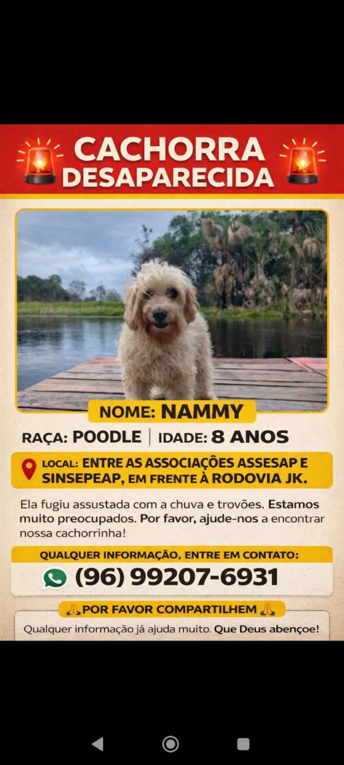Cachorro raça Poodle idade 6 ou mais anos nome Nammy