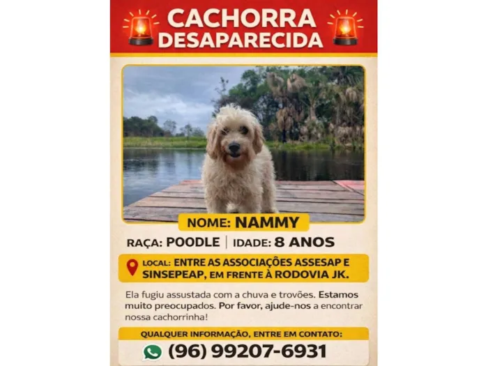 Cachorro raça Poodle idade 6 ou mais anos nome Nammy