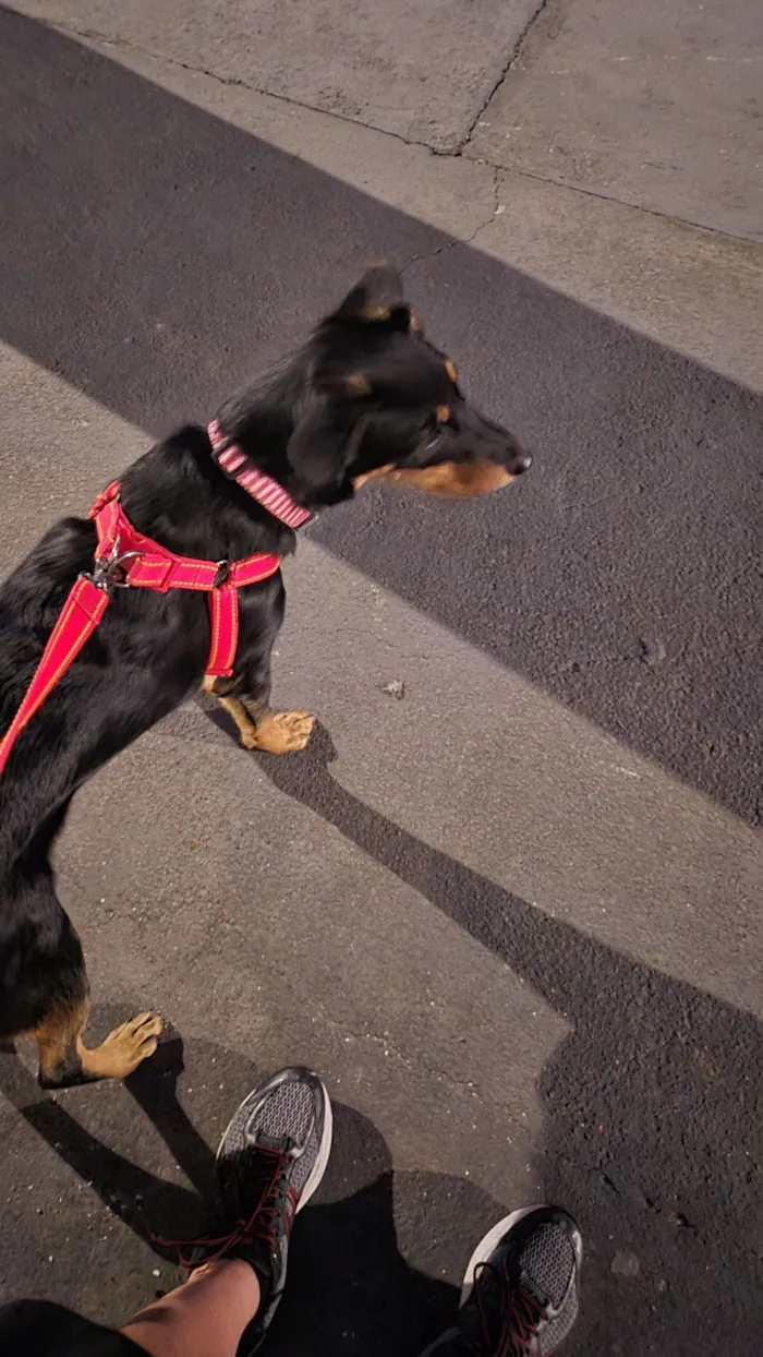 Cachorro raça SRD-ViraLata idade 2 a 6 meses nome Belenice 