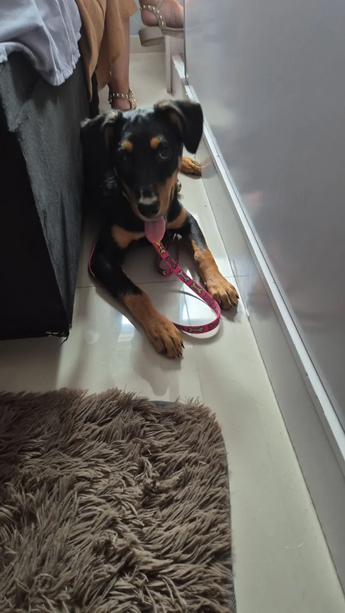 Cachorro raça SRD-ViraLata idade 2 a 6 meses nome Belenice 