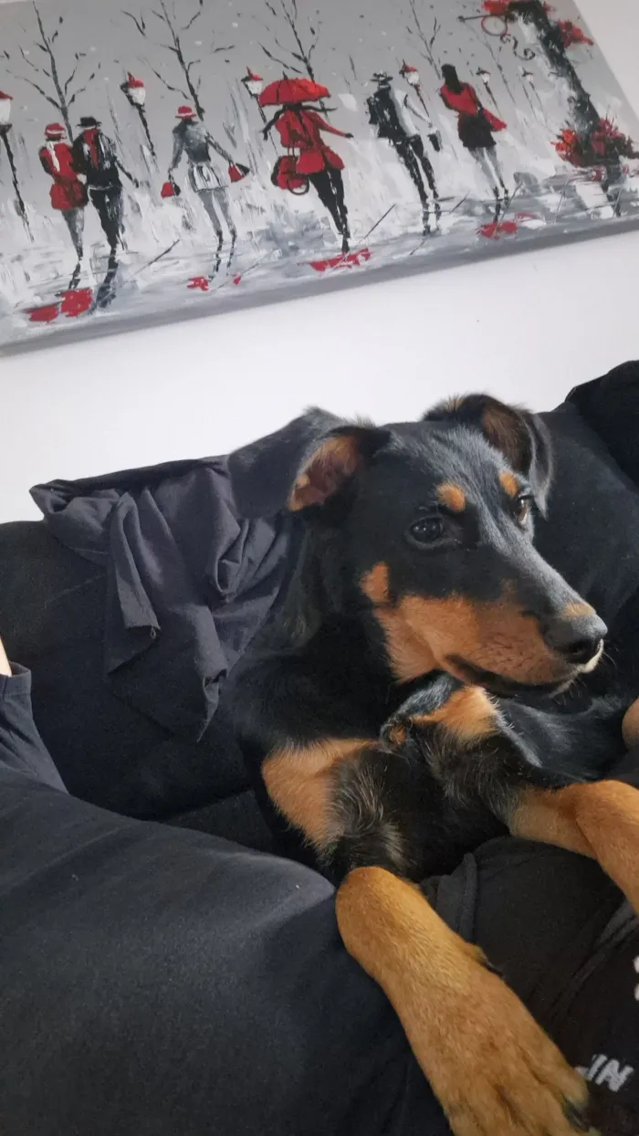 Cachorro raça SRD-ViraLata idade 2 a 6 meses nome Belenice 