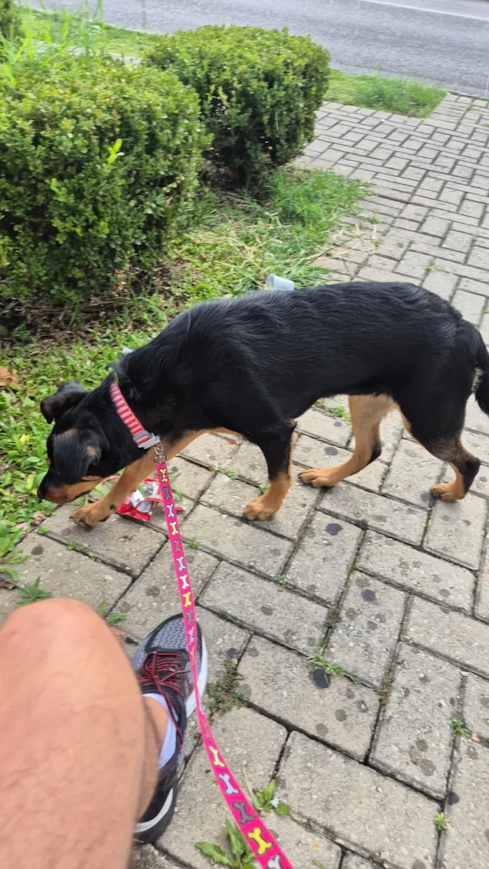 Cachorro raça SRD-ViraLata idade 2 a 6 meses nome Belenice 