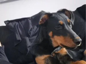 Cachorro raça SRD-ViraLata idade 2 a 6 meses nome Belenice 