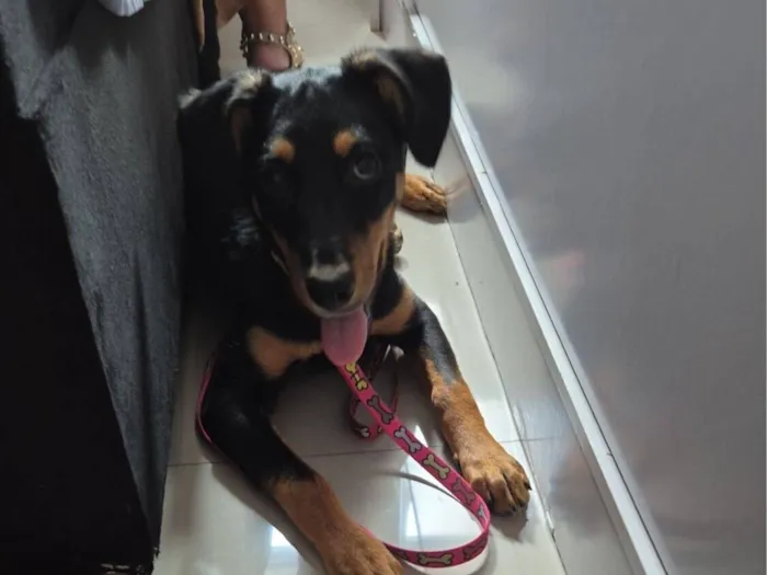 Cachorro raça SRD-ViraLata idade 2 a 6 meses nome Belenice 