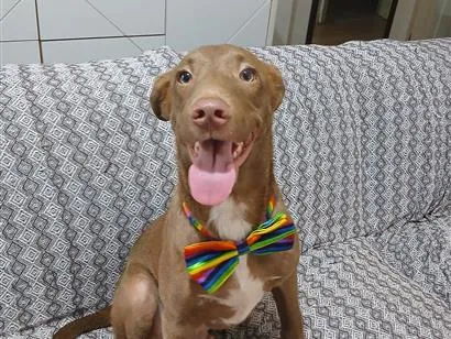 Cachorro raça SRD-ViraLata idade 2 a 6 meses nome matteo
