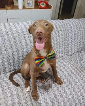 Cachorro raça SRD-ViraLata idade 2 a 6 meses nome matteo