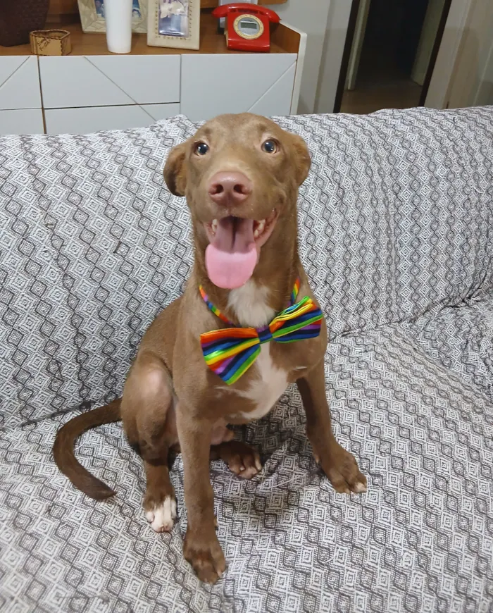 Cachorro raça SRD-ViraLata idade 2 a 6 meses nome matteo