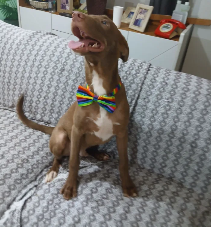 Cachorro raça SRD-ViraLata idade 2 a 6 meses nome matteo