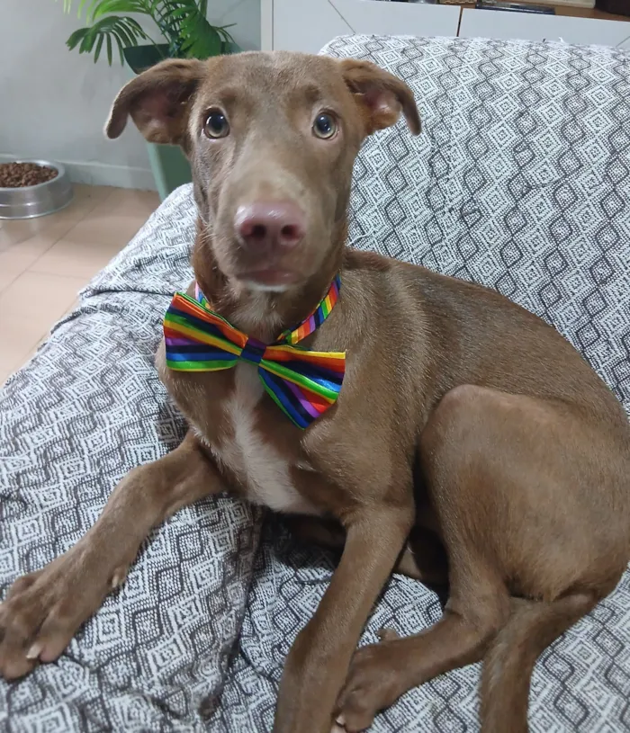 Cachorro raça SRD-ViraLata idade 2 a 6 meses nome matteo