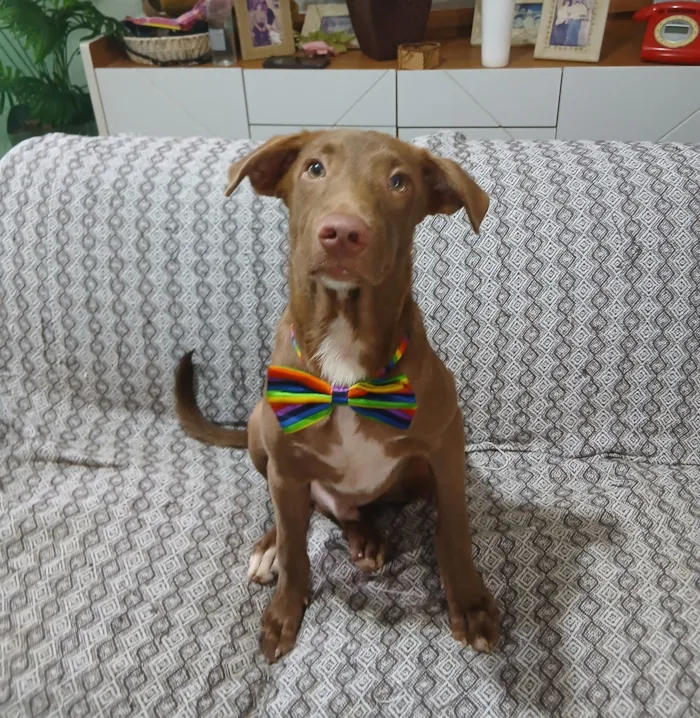 Cachorro raça SRD-ViraLata idade 2 a 6 meses nome matteo