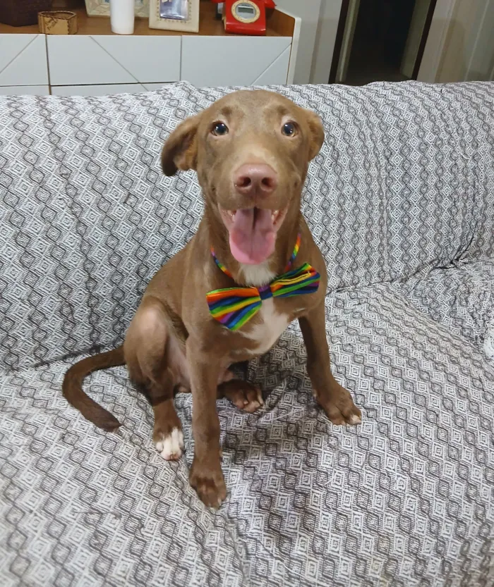 Cachorro raça SRD-ViraLata idade 2 a 6 meses nome matteo