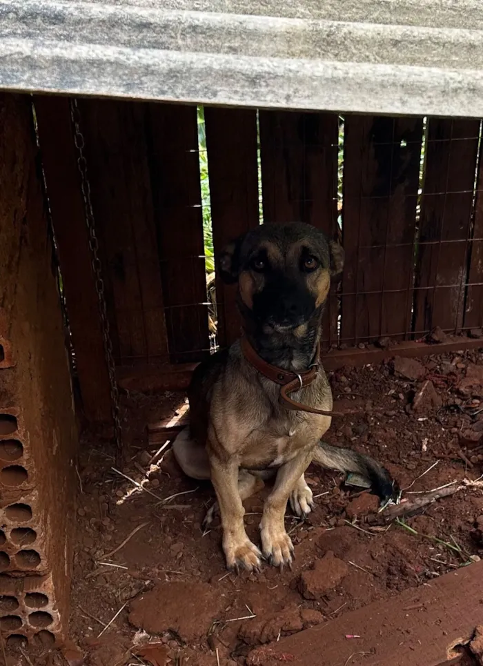 Cachorro raça SRD-ViraLata idade 2 anos nome Jack