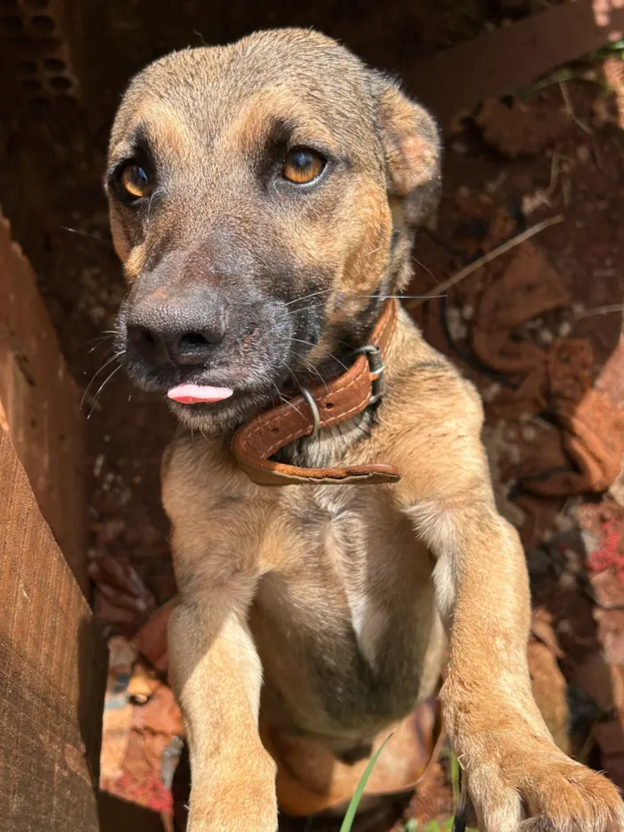 Cachorro raça SRD-ViraLata idade 2 anos nome Jack