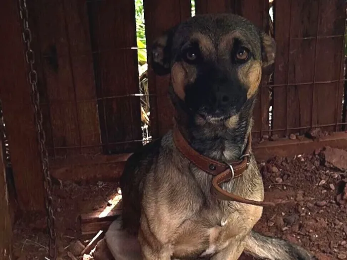 Cachorro raça SRD-ViraLata idade 2 anos nome Jack