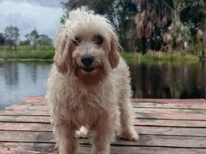 Cachorro raça Poodle idade 6 ou mais anos nome Nammy