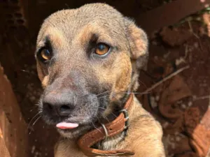 Cachorro raça SRD-ViraLata idade 2 anos nome Jack