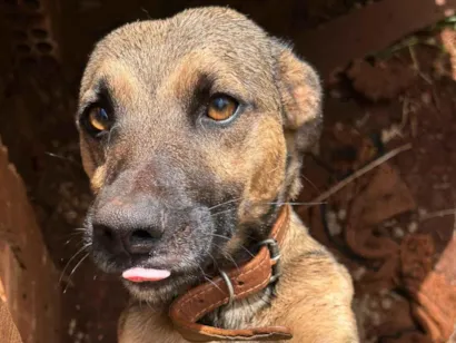 Cachorro raça SRD-ViraLata idade 2 anos nome Jack