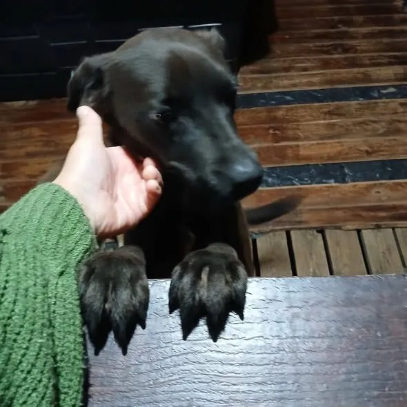 Cachorro raça SRD-ViraLata idade 2 anos nome Amora