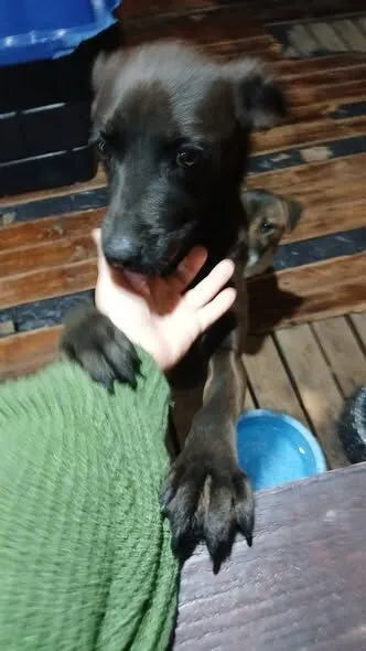 Cachorro raça SRD-ViraLata idade 2 anos nome Amora