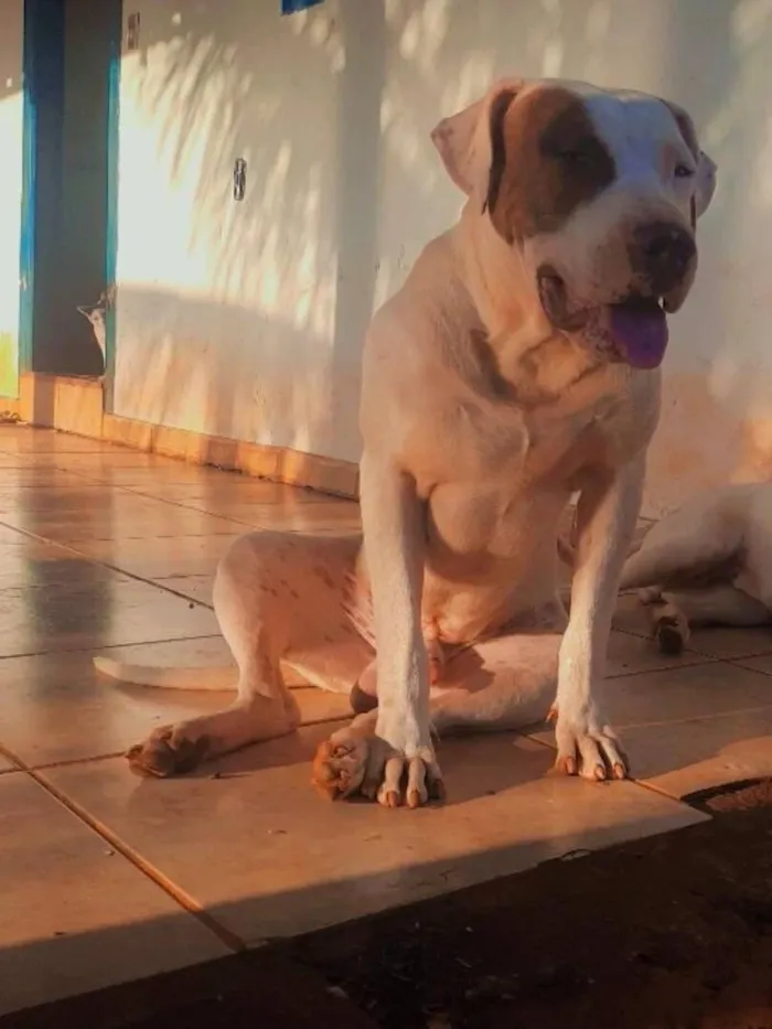 Cachorro raça Pit-Bull idade 2 a 6 meses nome drogo 