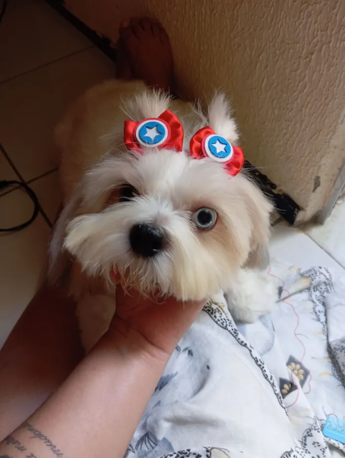 Cachorro raça Shitzu idade 2 anos nome Floquinho