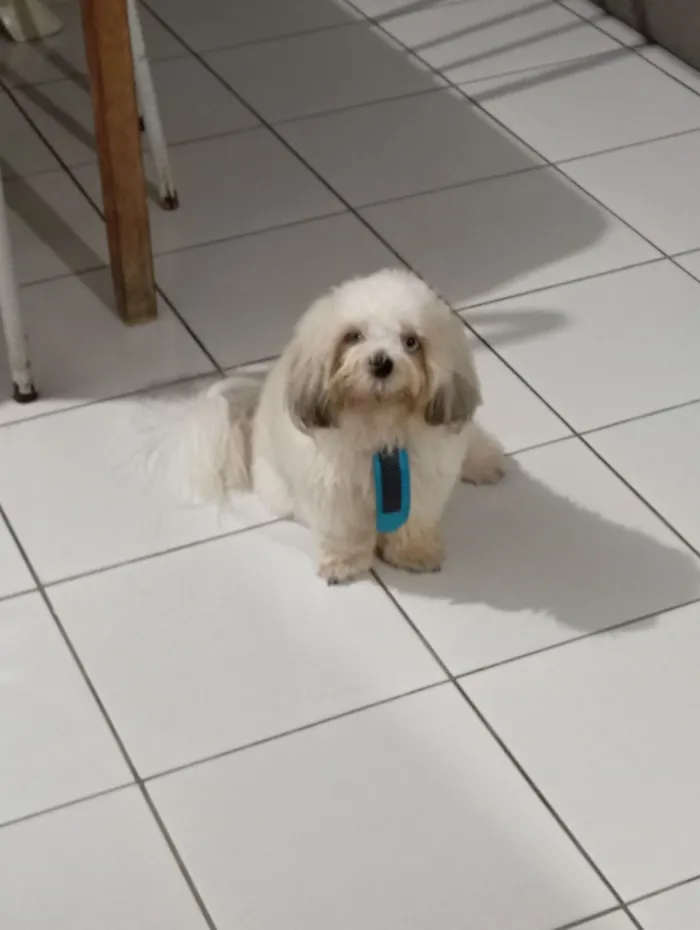 Cachorro raça Shitzu idade 2 anos nome Floquinho