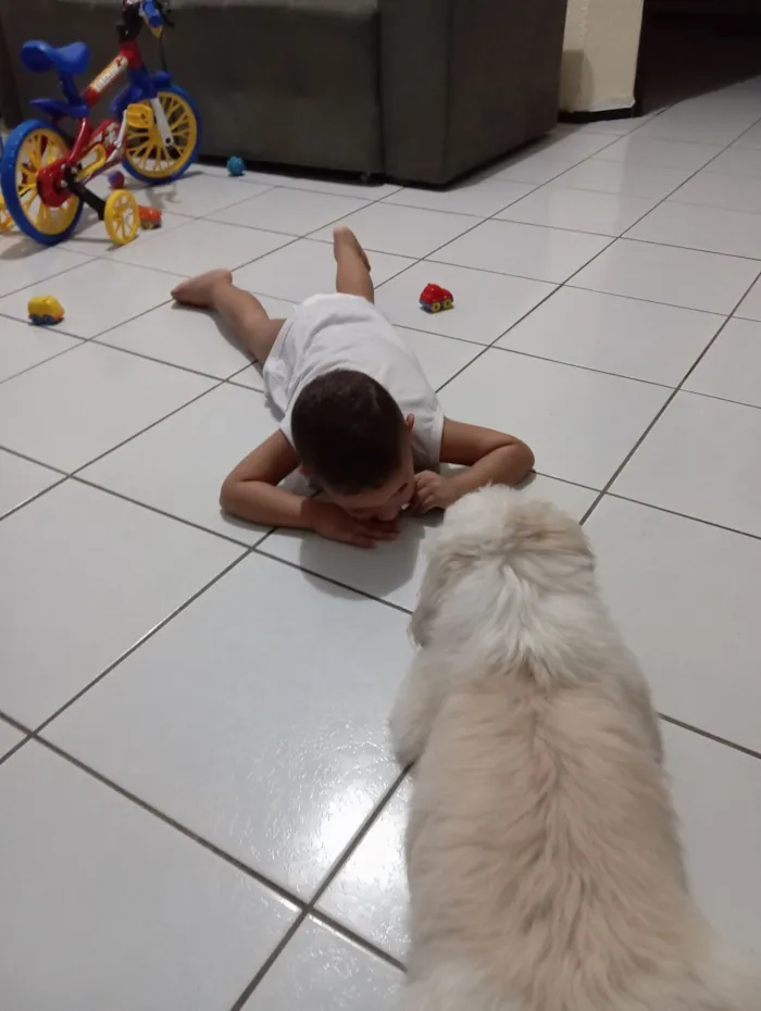 Cachorro raça Shitzu idade 2 anos nome Floquinho