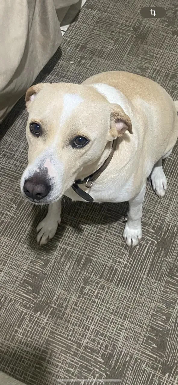 Cachorro raça SRD-ViraLata idade 3 anos nome Spyke