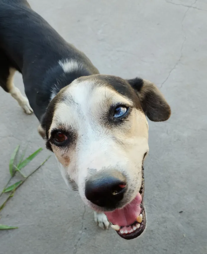 Cachorro raça SRD-ViraLata idade 1 ano nome Eu chamo ele por Gericó